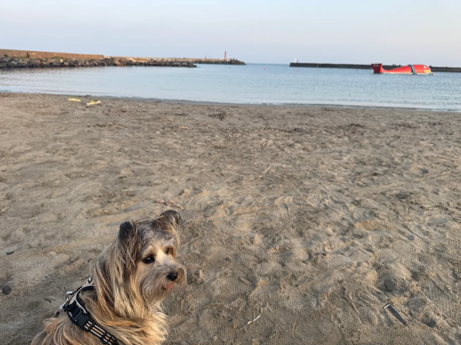 愛犬と泊まれる、海辺の一棟貸し